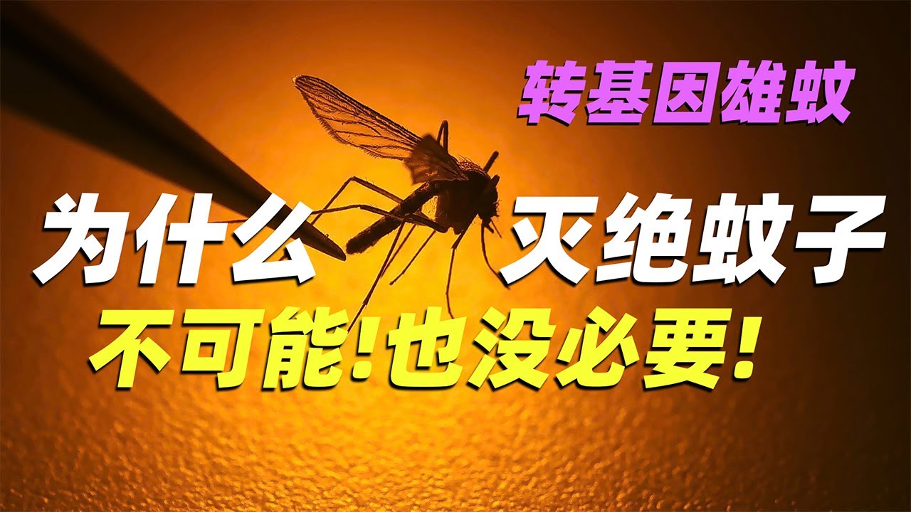 虽然人有一万个杀死它的理由和方法 但蚊子的一生实在是太强了|Why GM mosquitoes can't extinct  mosquitoes