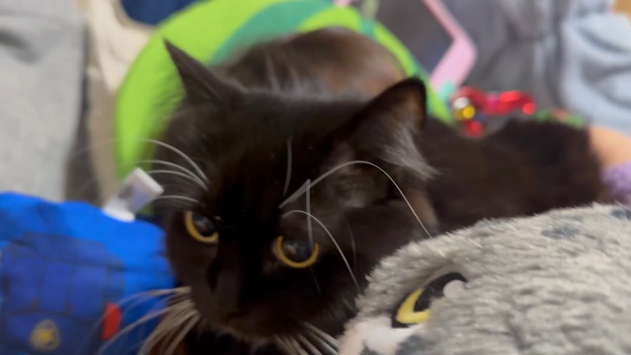 すぐにモフられ、捕まる猫　ラガマフィン　サイベリアンA cat spending time nearby. Ragamuffin. Siberian