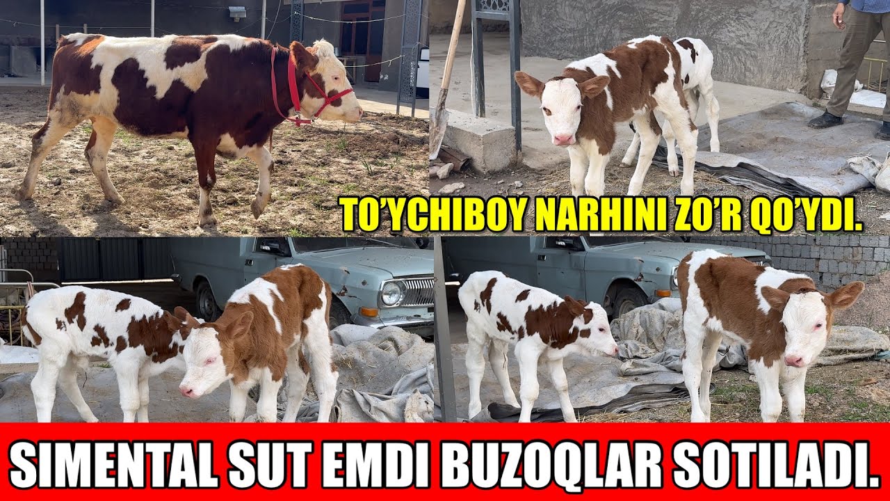 SIMENTAL G’UNAJIN,SUT EMDI SIMENTAL BUZOQLAR SOTILADI.