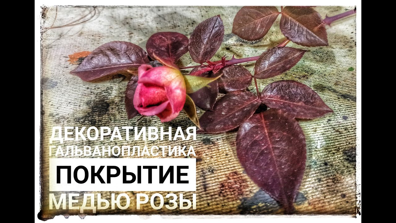 Stages of processing a live rose before primary galvanic copper plating.