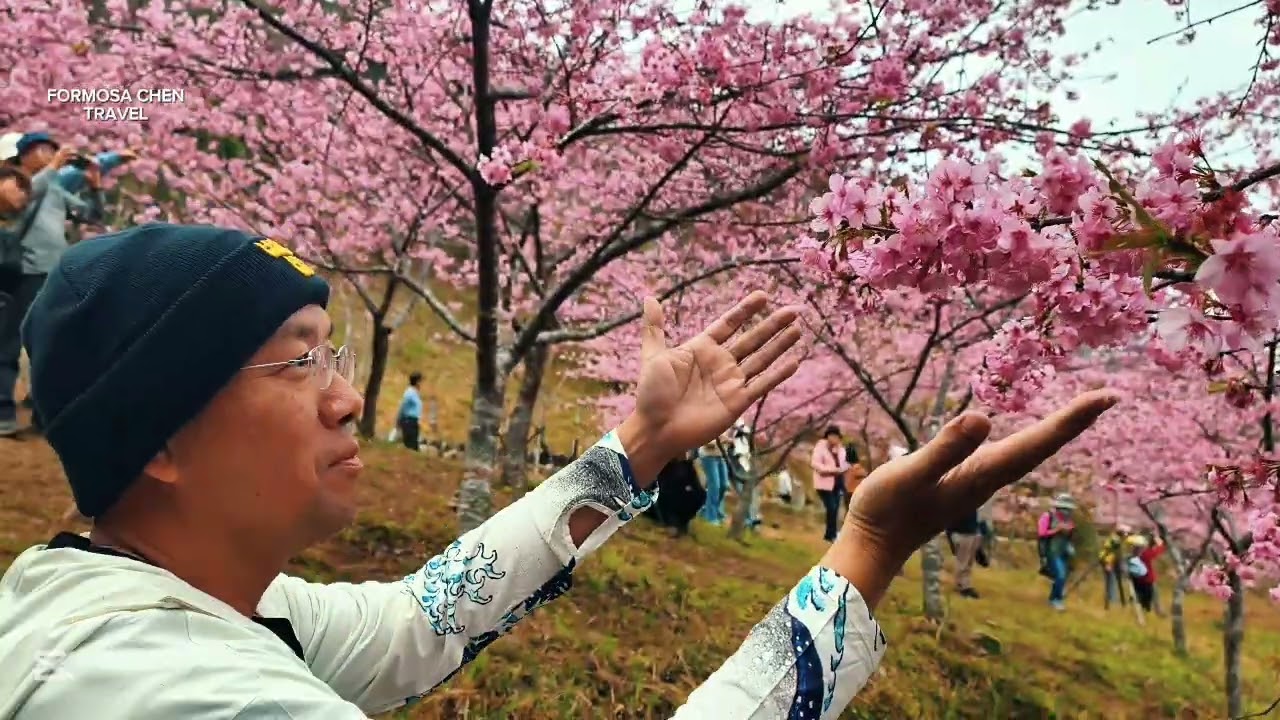 春天留在寶山｜櫻花公園空拍・大冠鷲・美濃粄條慢旅行 20260130