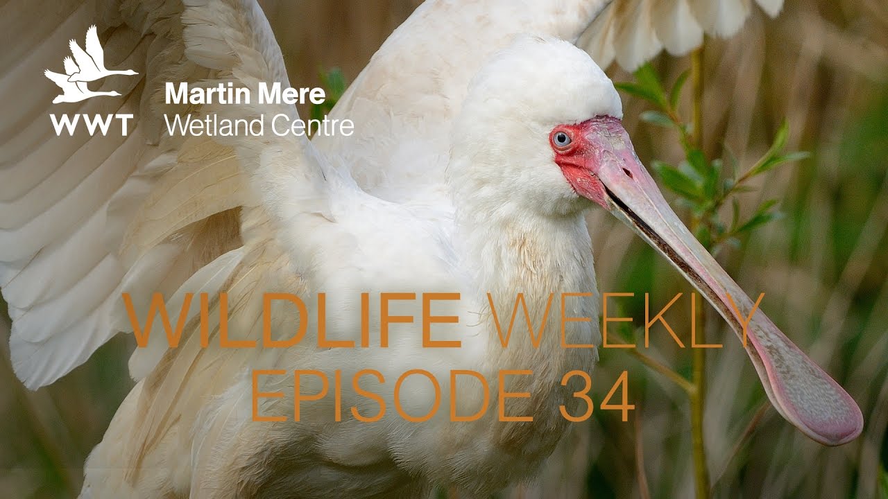 Wildlife Weekly Martin Mere - Episode 34