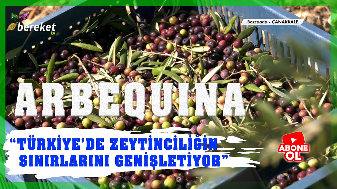 Tarımsal Eğitim - Yağlık Zeytinde Arbequina