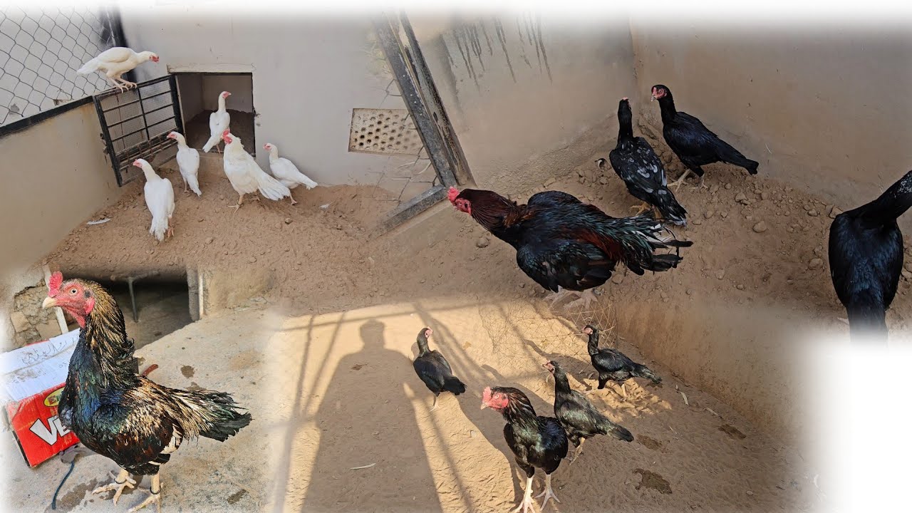 New Pairs laga diye Alhamdulillah Breeding start In Shaa Allah