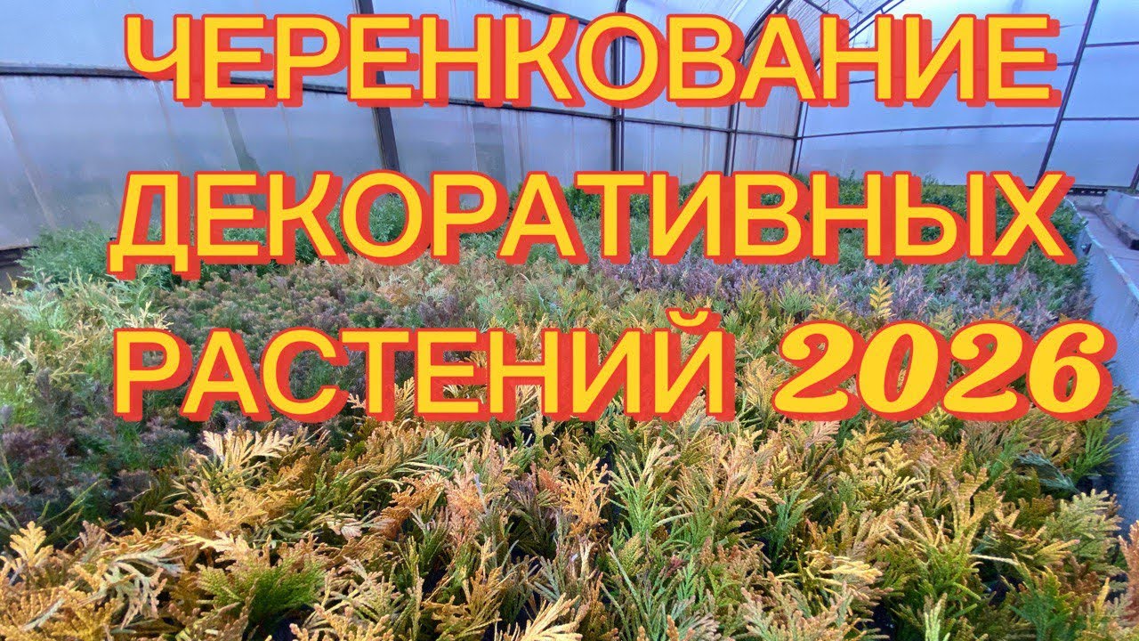 🌲🌳НАЧАЛ ЧЕРЕНКОВАТЬ ДЕКОРАТИВНЫЕ РАСТЕНИЯ 2026! Стрикта, Форевер Голди, Мирьям, Хозери, Самшит… 🌲🌳