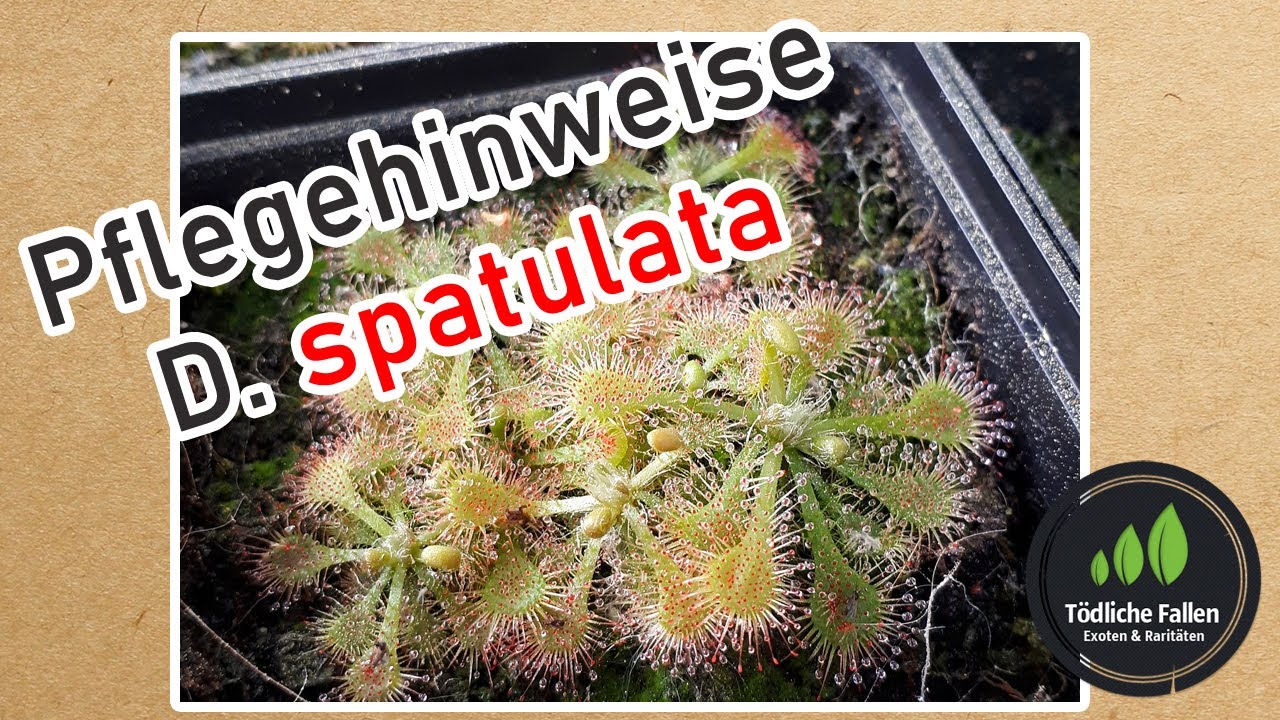 Pflegehinweise Drosera spatulata