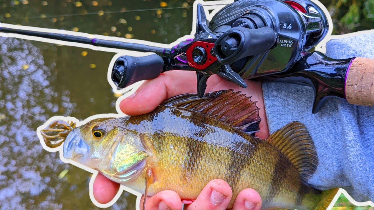 Ultra Light Lure Fishing For River Perch, Essex