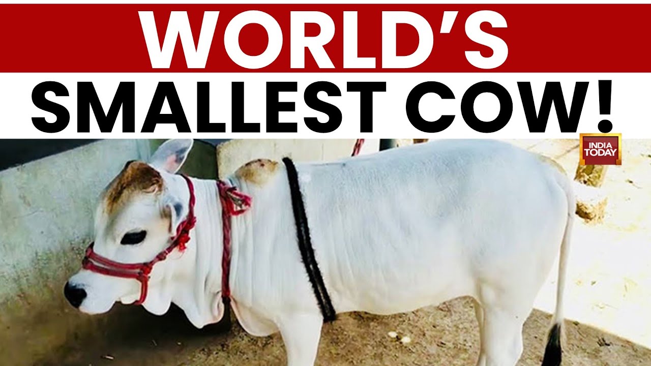 International Pushkar Cattle Fair: World&rsquo;s Smallest Cow at Pushkar Fair: Just 16 Inches Tall