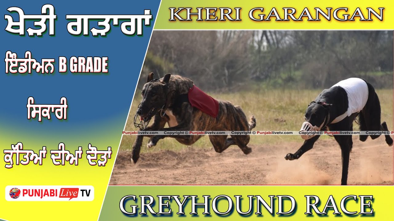 🔴[LIVE] ਖੇੜੀ ਗੜਾਗਾਂ ਇੰਡੀਅਨ B GRADE ਸ਼ਿਕਾਰੀ ਕੁੱਤਿਆਂ ਦੀਆਂ ਦੌੜਾਂ 29 FEB 2024