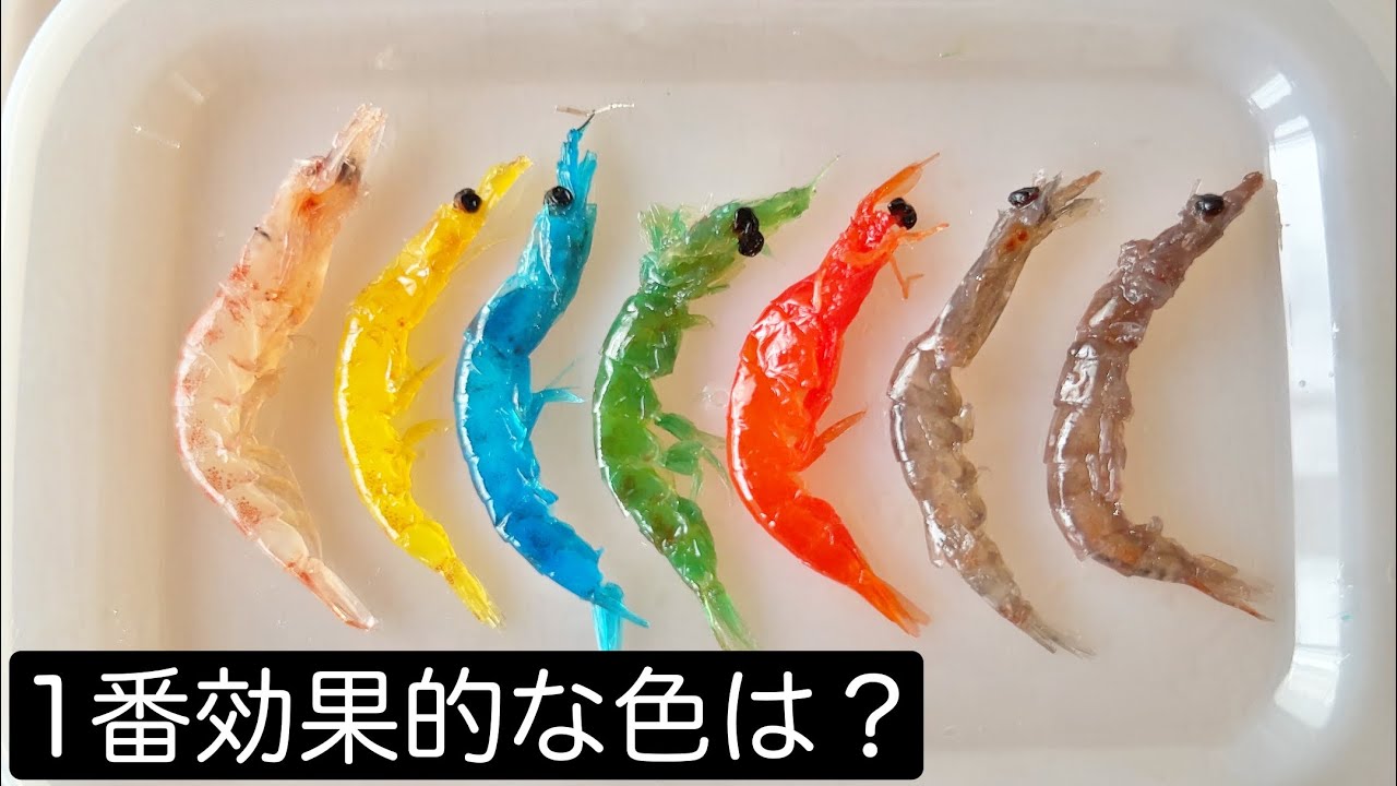 [自作加工オキアミ] フカセ釣りのオキアミは何色が1番効果的なのか！？ [着色方法のご紹介と目的編]