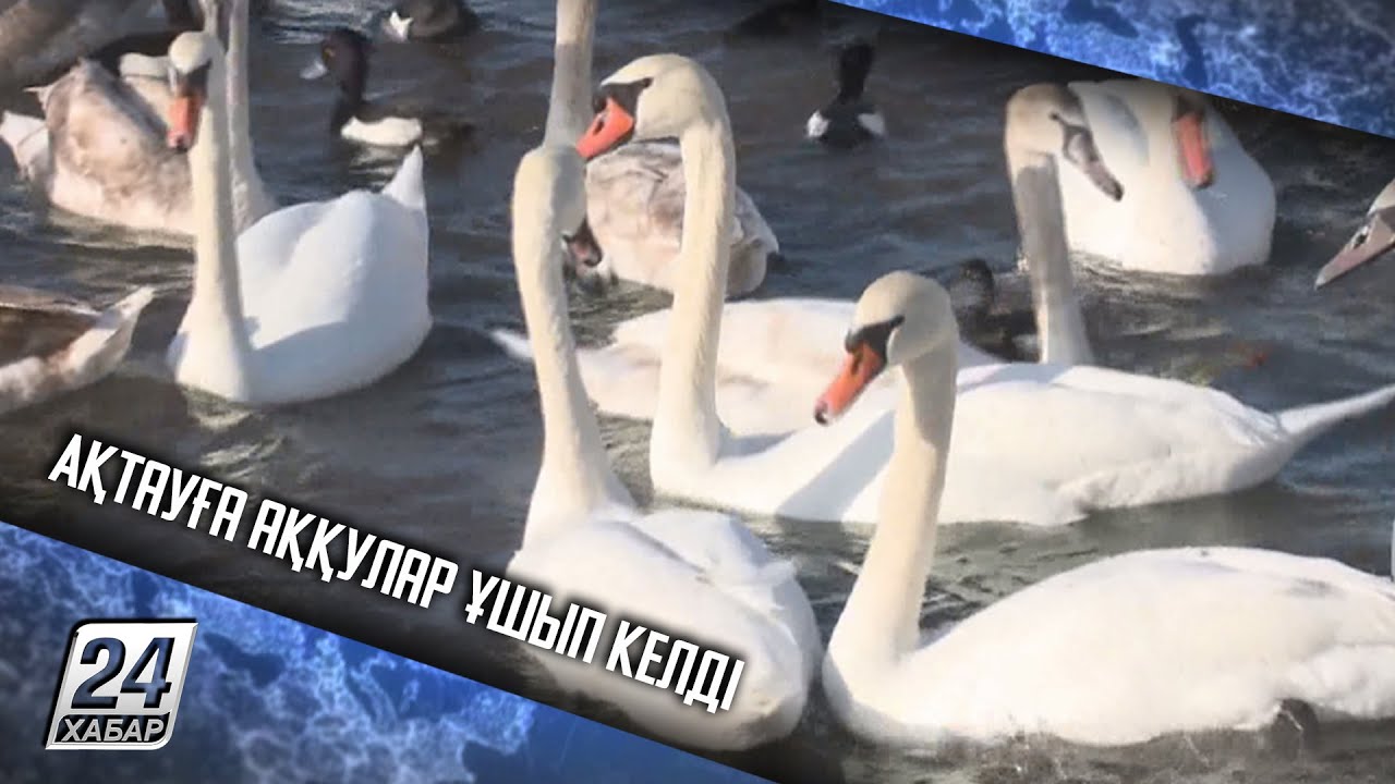 Ақтауға аққулар ұшып келді