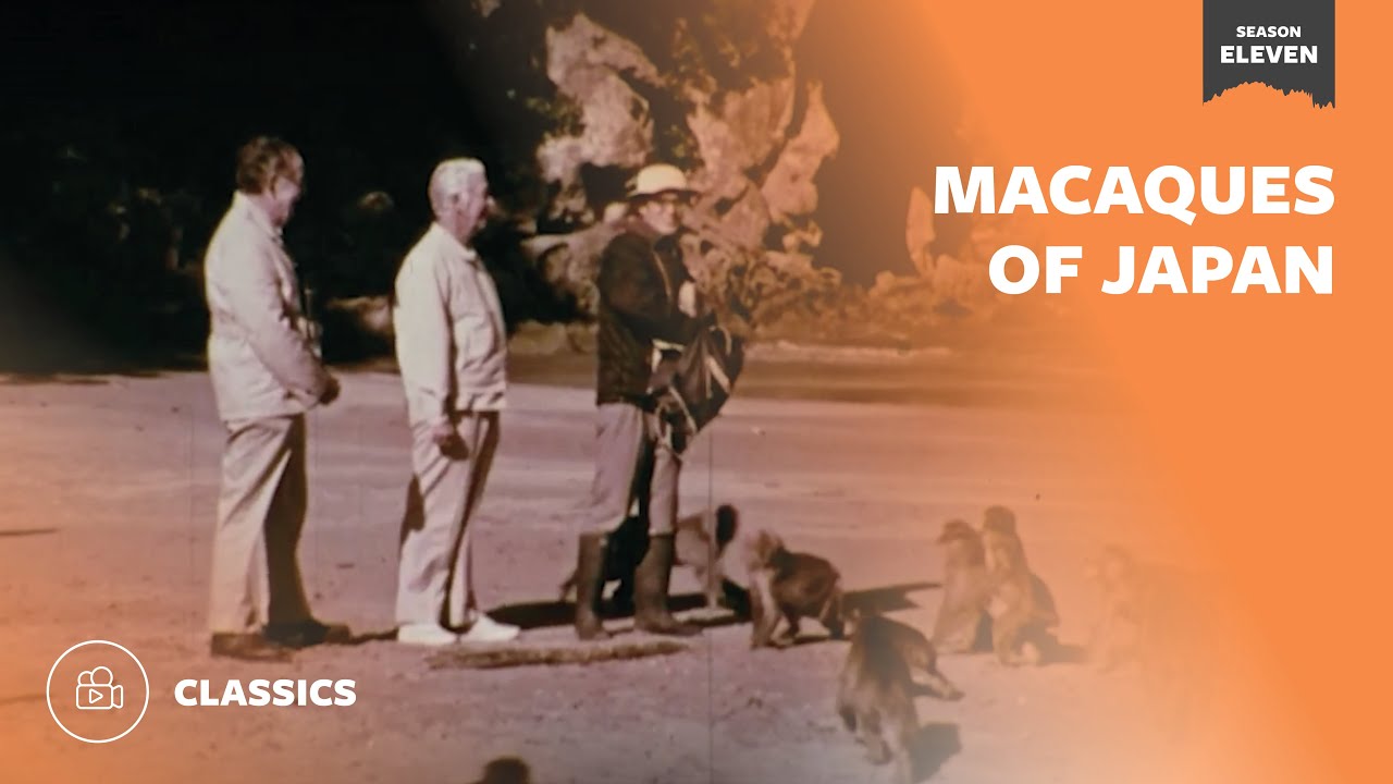 Macaques of Japan  | Mutual of Omaha's Wild Kingdom