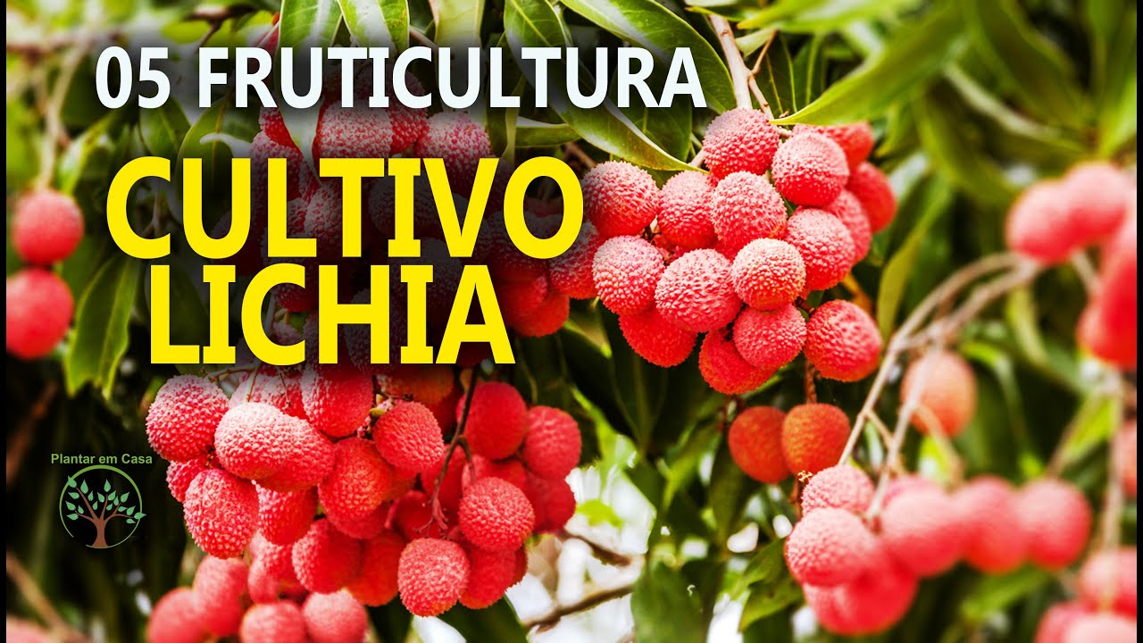 Lichia Mudas, Podas e Cuidados16⁰ Encontro de Fruticultura entre Produtores em Jarinu SP