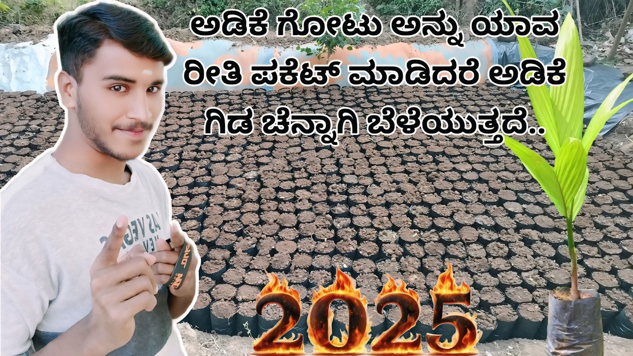 ಅಡಿಕೆ ಗೋಟು ಅನ್ನು ಪಕೆಟ್ ಮಾಡುವ ವಿಧಾನ ಅಡಿಕೆ ಗೋಟು ಹೇಗೆ ಪಕೆಟ್ ಮಾಡುತ್ತಾರೆ ಅಂತ ನೀವೇ ಮೊದಲು ನೋಡಿ /ಕನ್ನಡ 2025/
