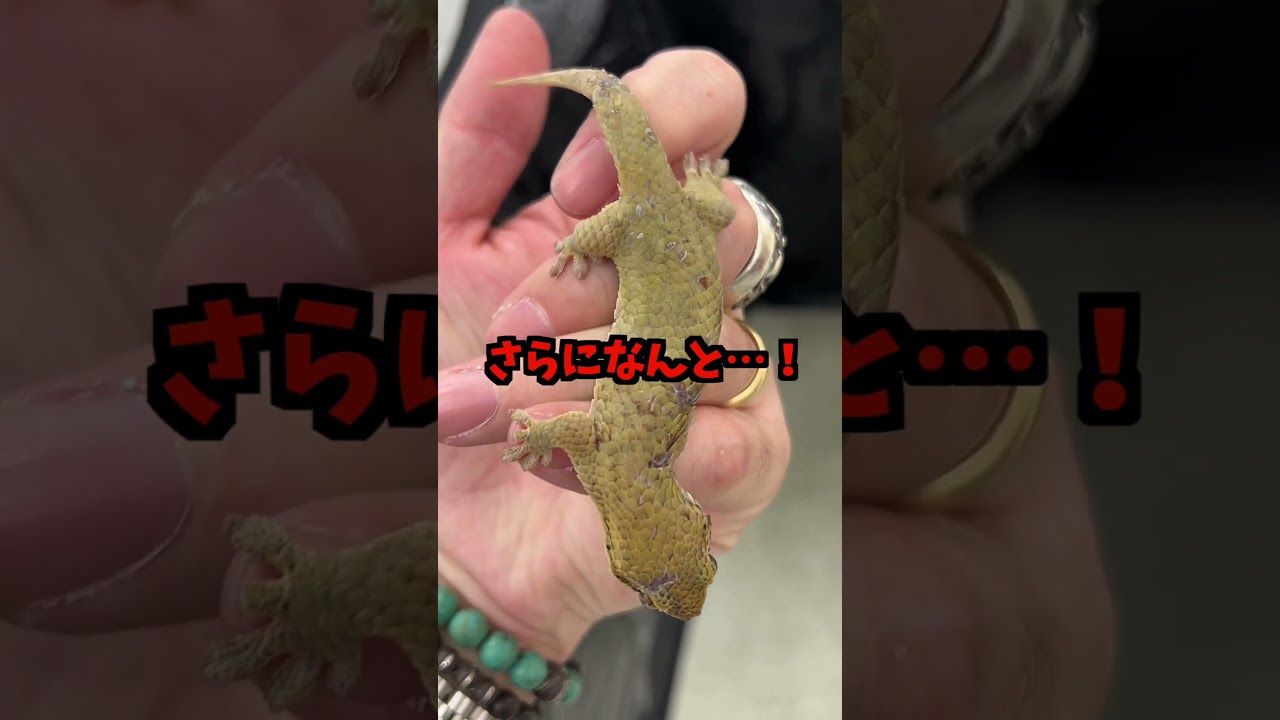 世界一短足なむっちりヤモリ♪ #爬虫類 #reptiles #shorts #gecko #ふじぴこ