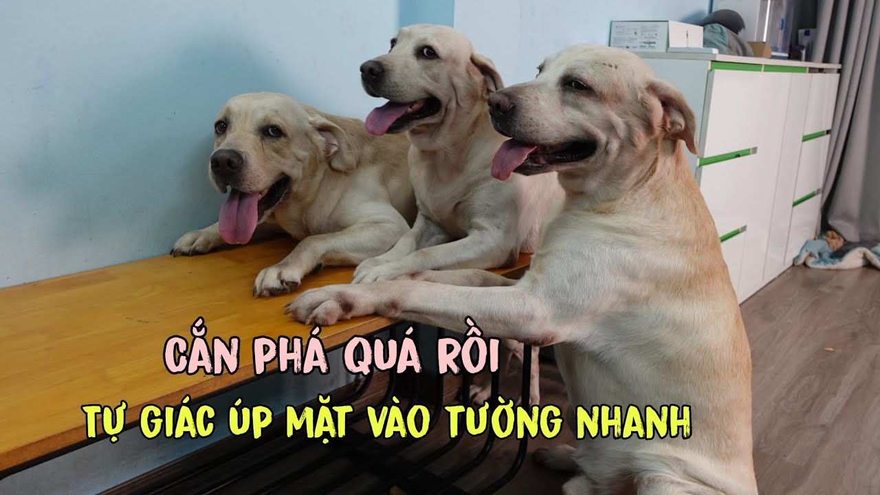 Những chú chó ko hề biết nói dối - Tự giác nhận lỗi và úp mặt vào tường dù chủ ko ở đó