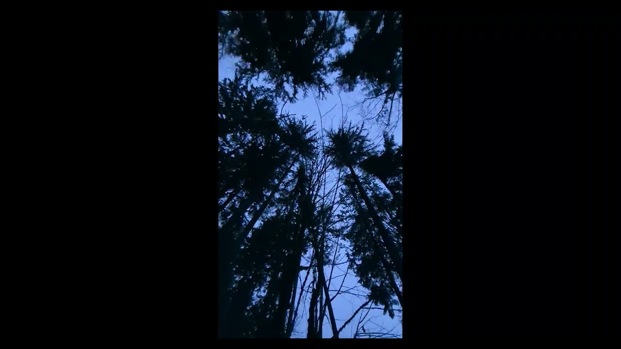 Just Before Dawn Jan 30 2026 #shorts #forest #ASMR