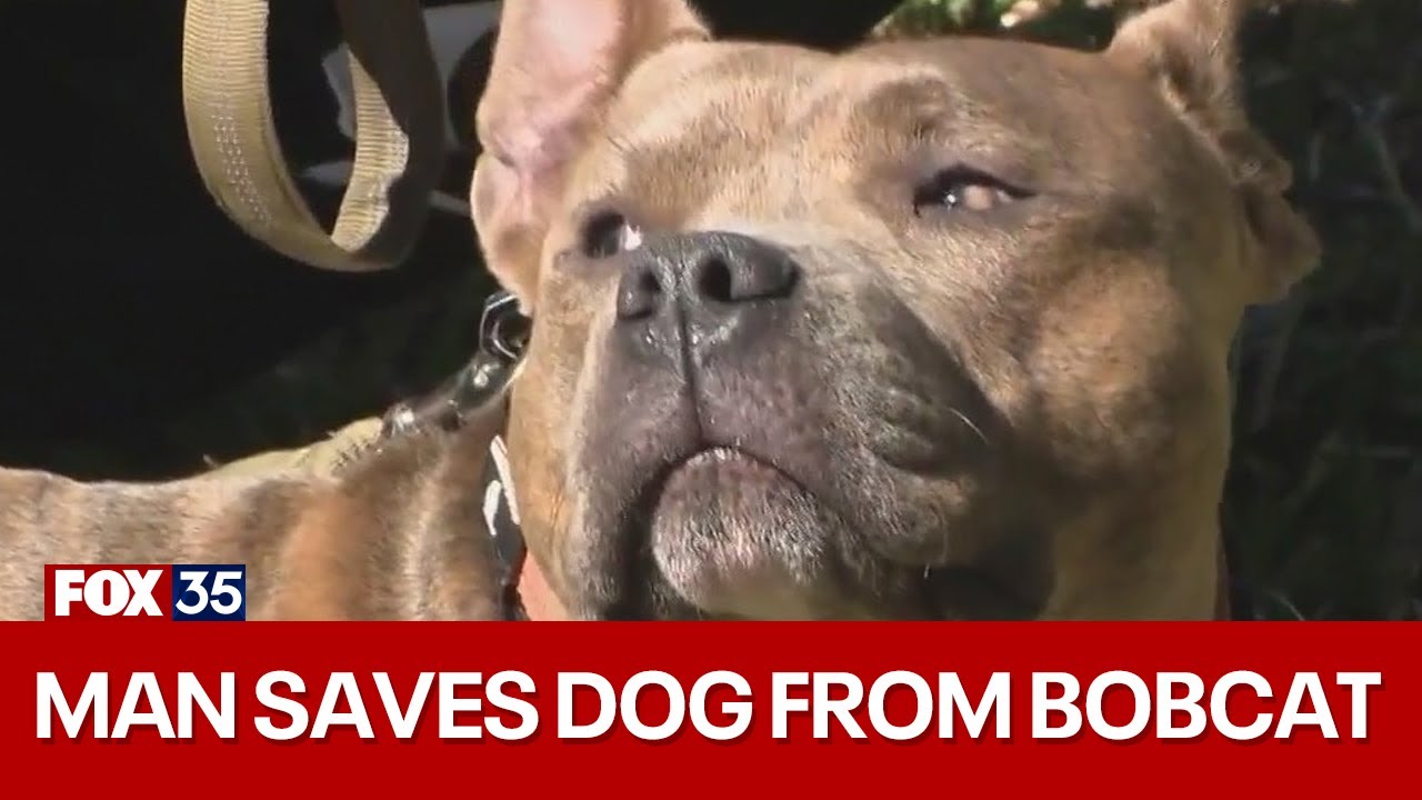 Florida man fights off bobcat to save dog
