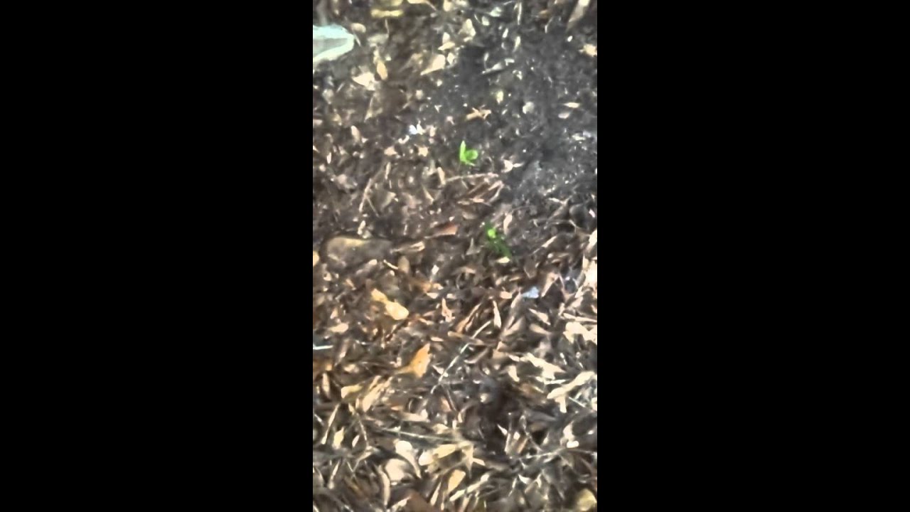 Grizzly wintergreen widecut dip review!!!