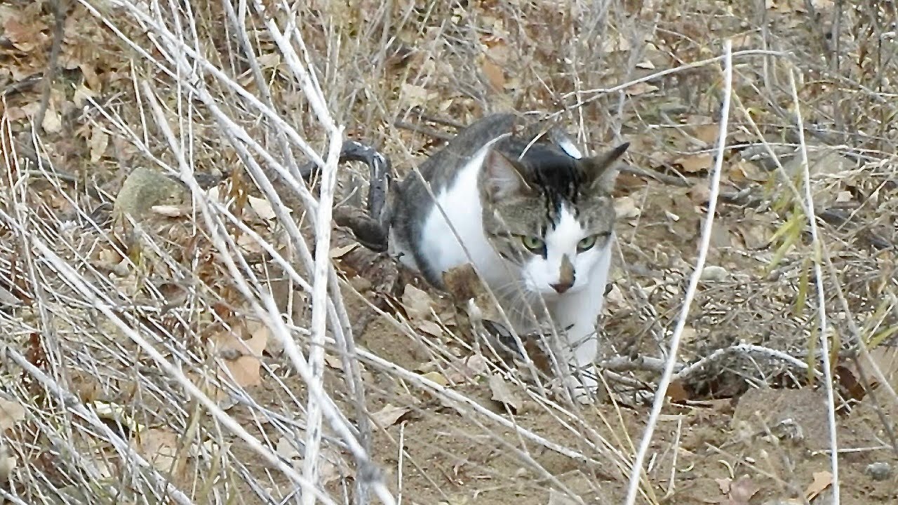 Our Cute Cats 