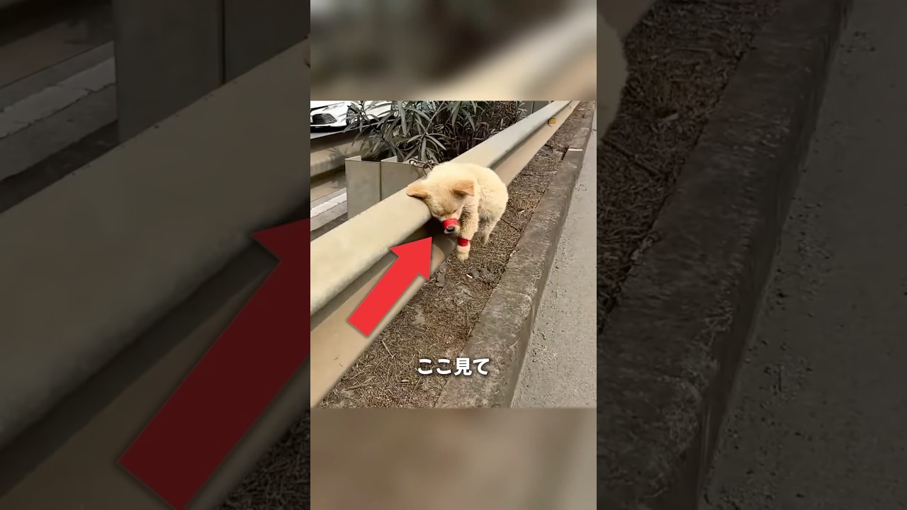 道路に捨てられた子犬 Bống Mít TiVi