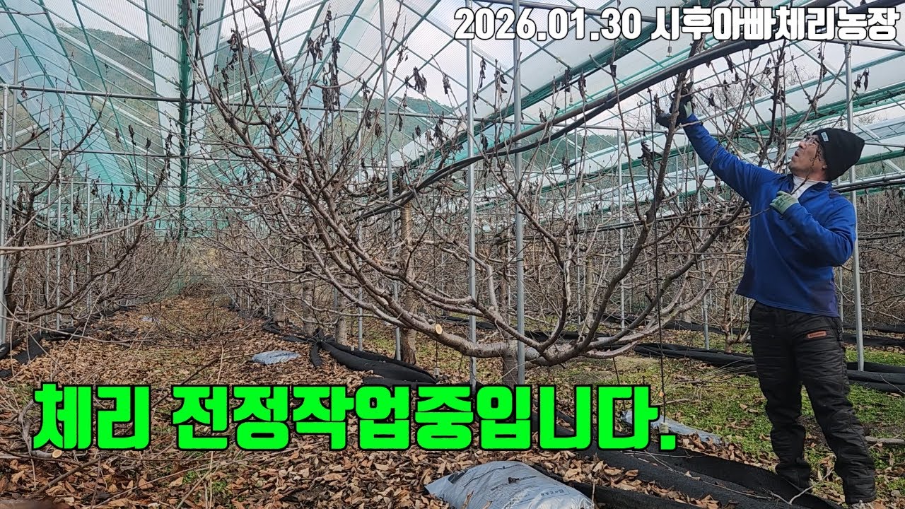 체리 전정작업 중입니다(20260130)