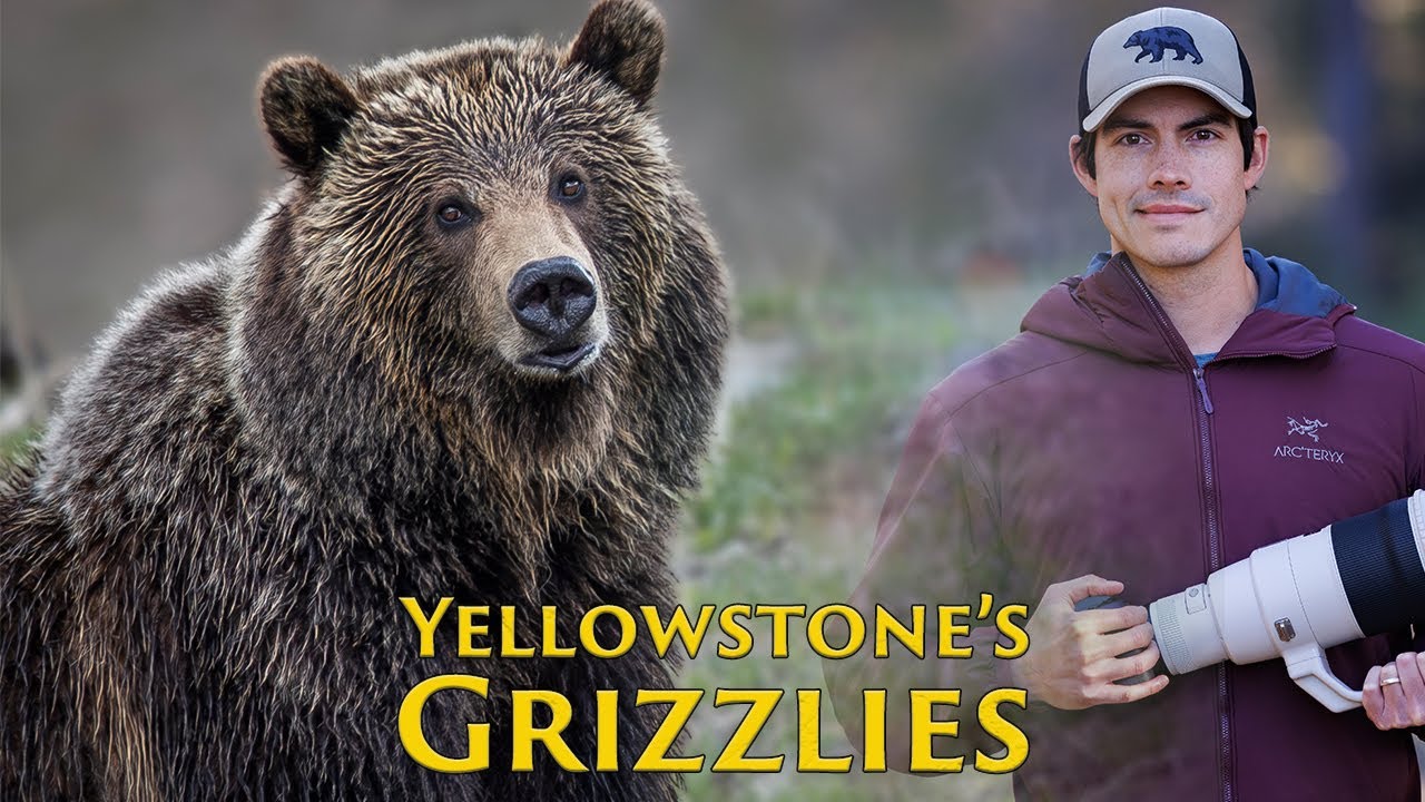 We Spent Spring With Yellowstone’s Grizzlies — Here’s What Happened