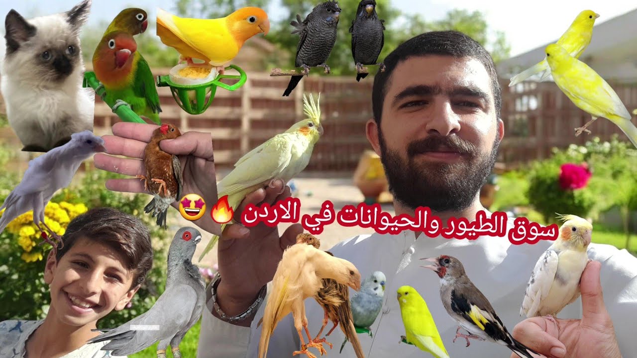سوق الطيور والحيوانات في الاردن يوم الجمعه وجميع الأسعار 🤑🔥🦜🐣🦆🐓🐦