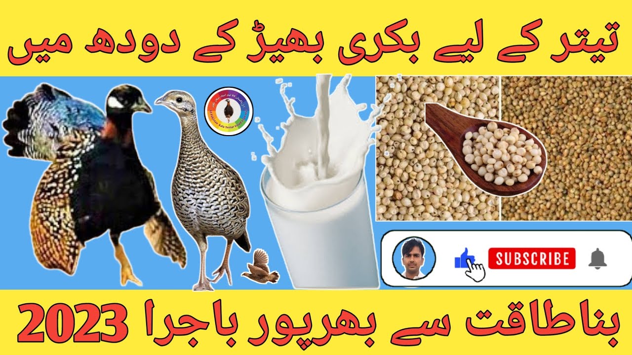 Kala Teetar ki khurak Dodh Wala Bajra دودھ والا باجرا  Kala Teetar Teetar Ke Liye Dodh Wala Bajra