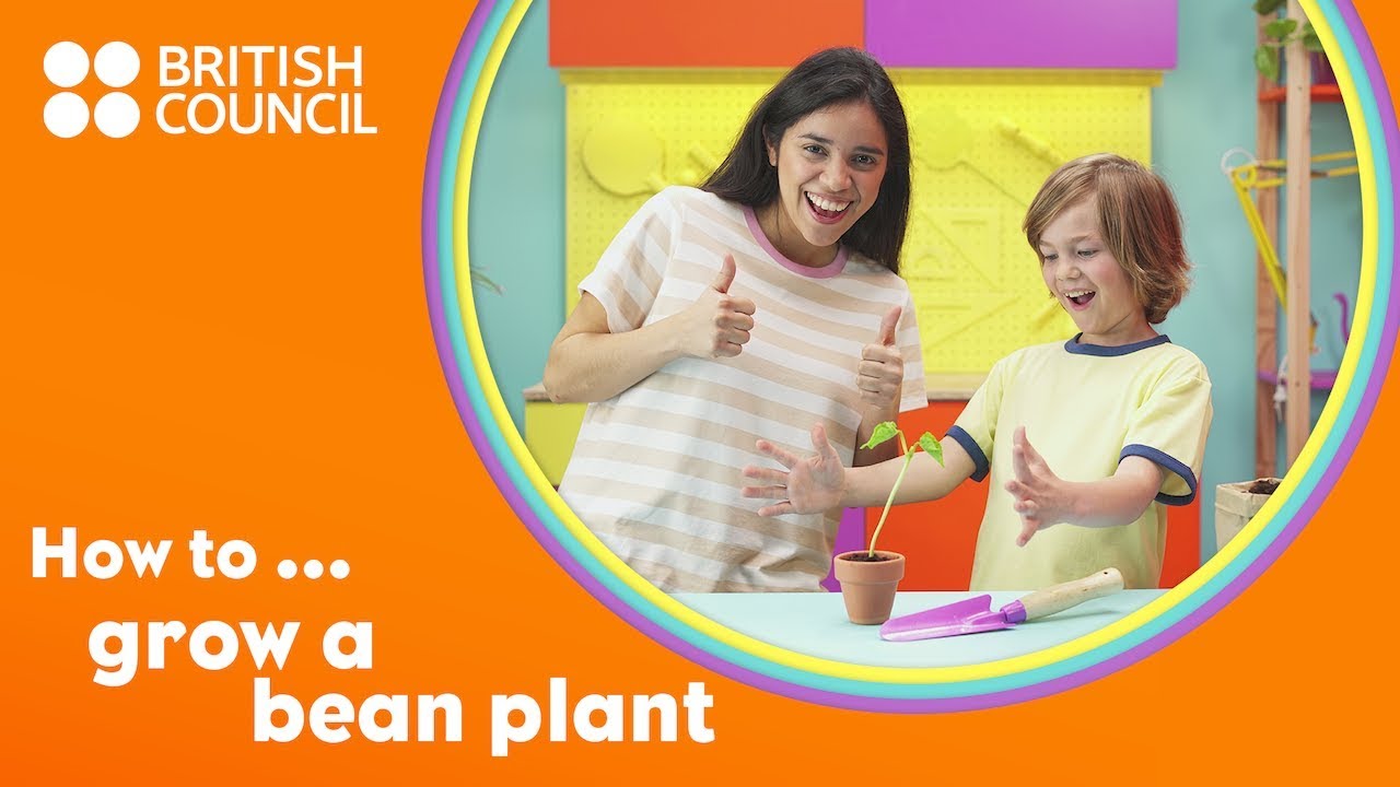 How to grow a bean plant