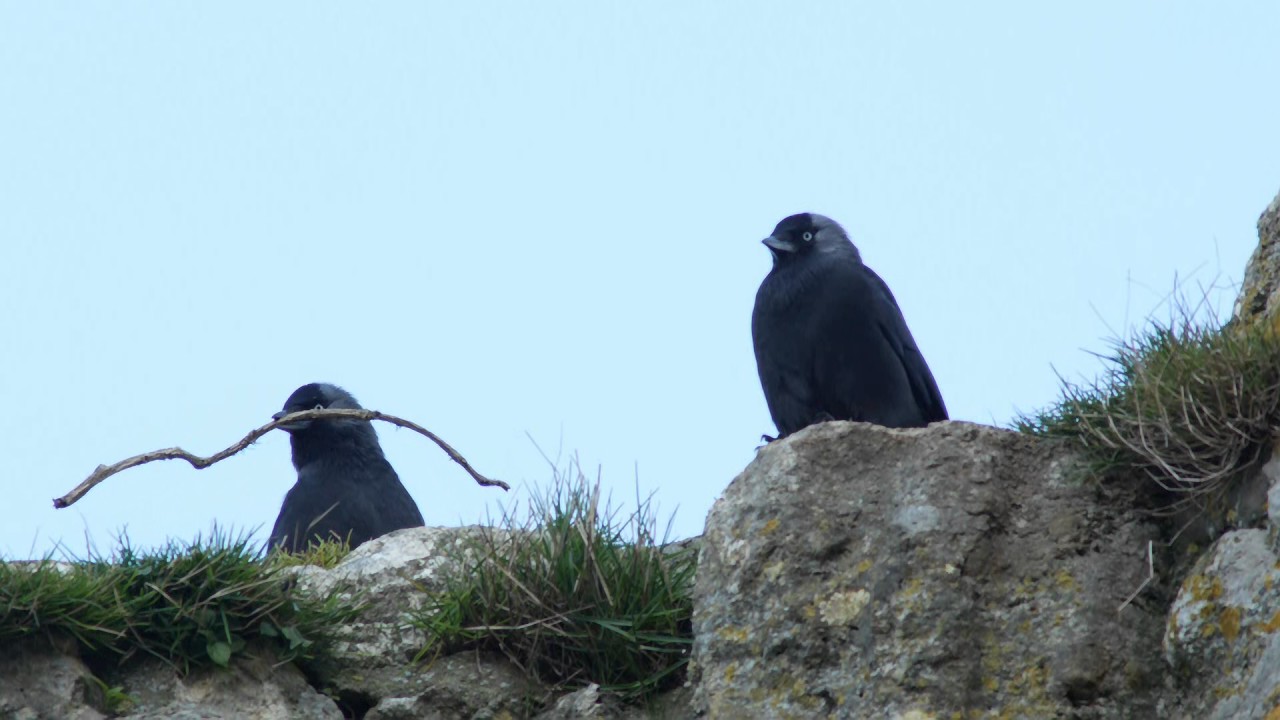 L'oiseau aux yeux bleus... Le choucas des tours.