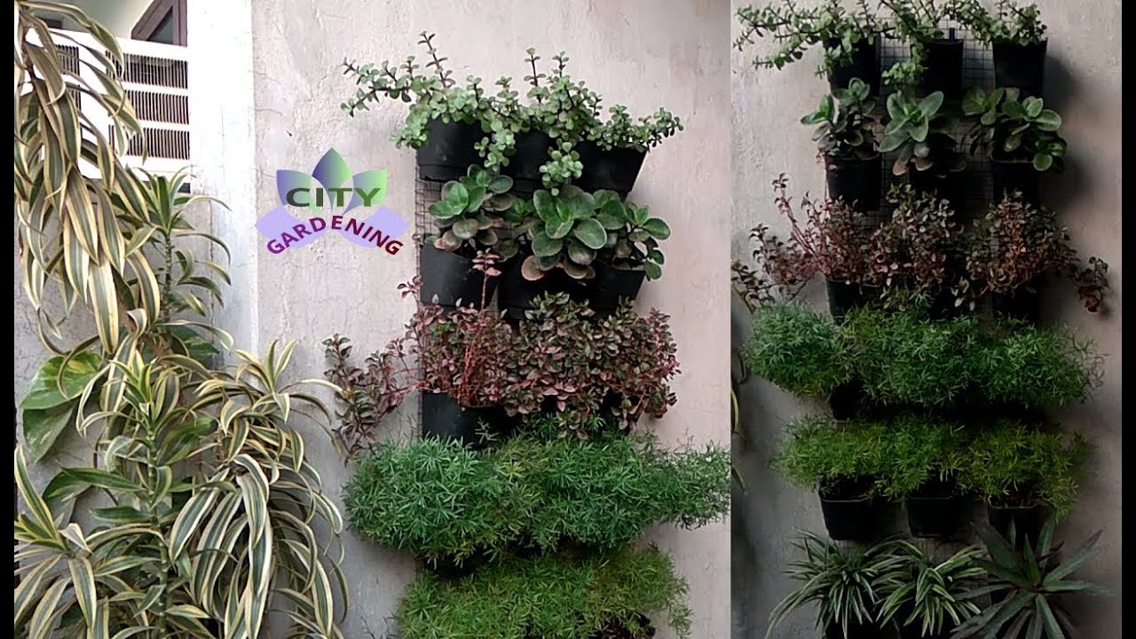Make a vertical garden and decorate your walls with plants