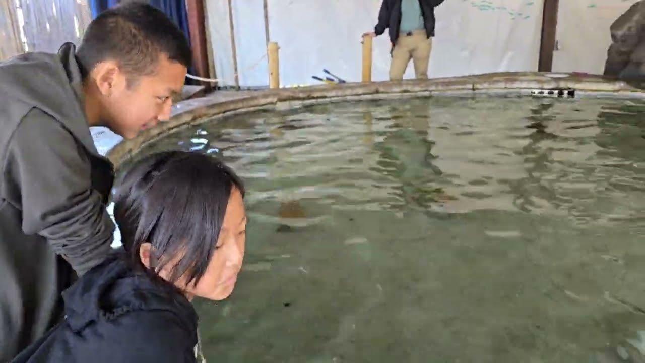 Stingray pool at Fresno Chaffee Zoo.  Is it worth it? Yes.