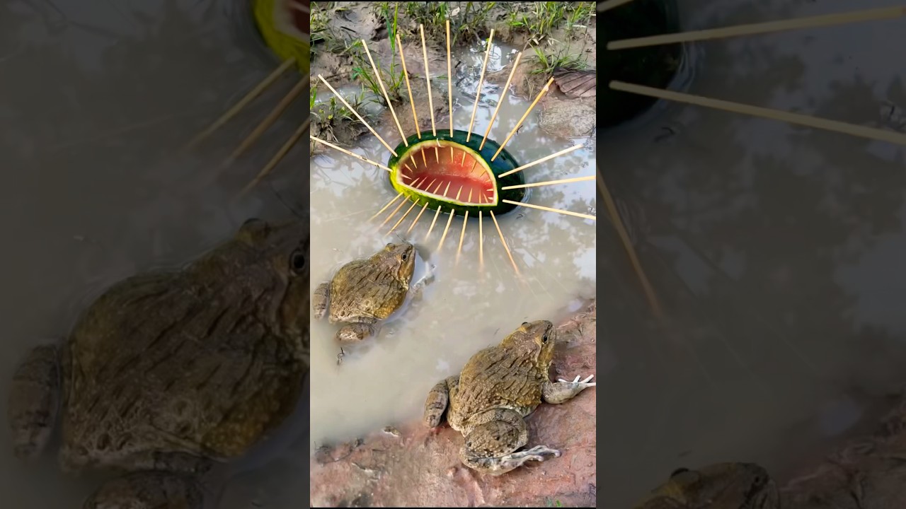 Survival Skills: SIMPLE Tips with Frog Trap #outdoors #survivals #bushcraft