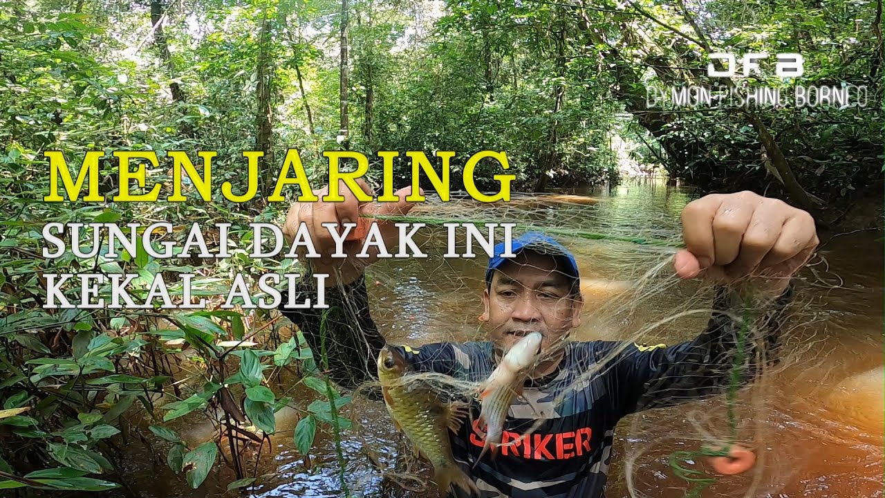 Menjaring Sungai Hutan Dayak Yang Kekal Asli dan Lestari #rumahpanjang  #kalimantan #dayak