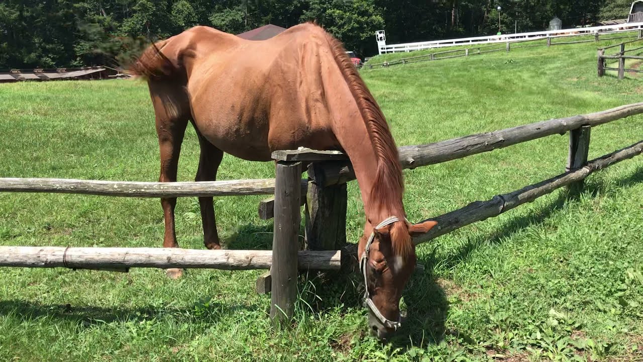 草を食むマチカネフクキタル