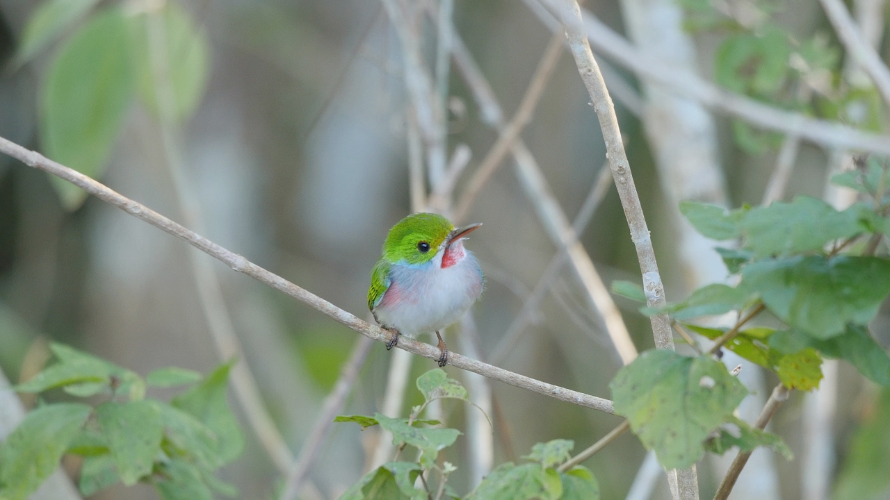 Birding in Cuba, January 2017: Part 1 -Vinales