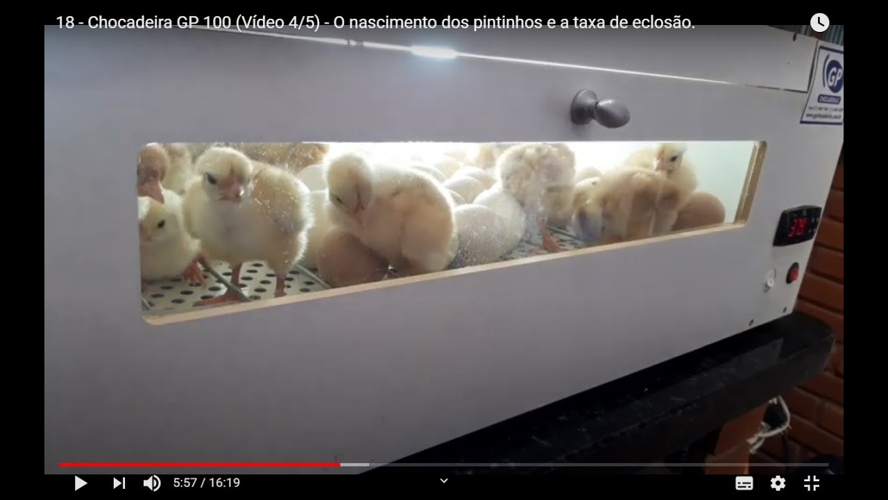 18 - Chocadeira GP 100 (Vídeo 4/5) - O nascimento dos pintinhos e a taxa de eclosão.