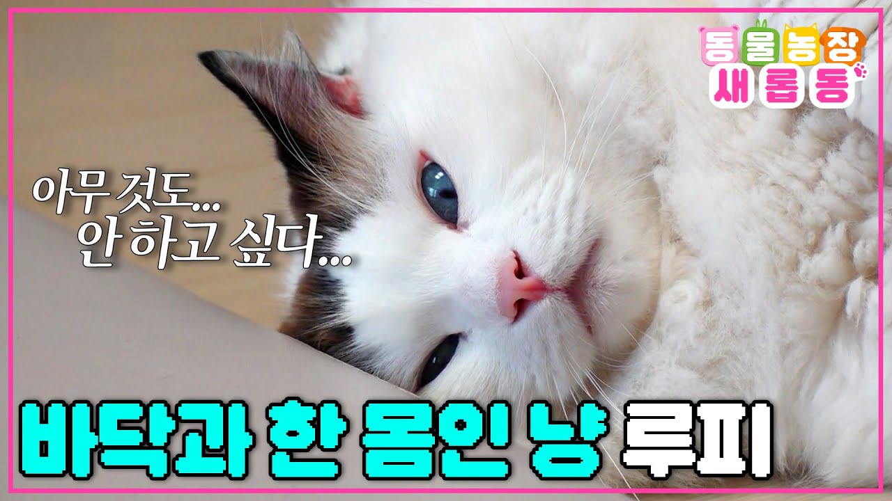 [#새롭동물농장] 내가 바닥? 바닥이 나? 아무튼 바닥이 되…🫠 우주 최강 게으름쟁이 루피의 위대한 결심👍 / EP.1198 #TV동물농장 #AnimalFarm #SBSstory