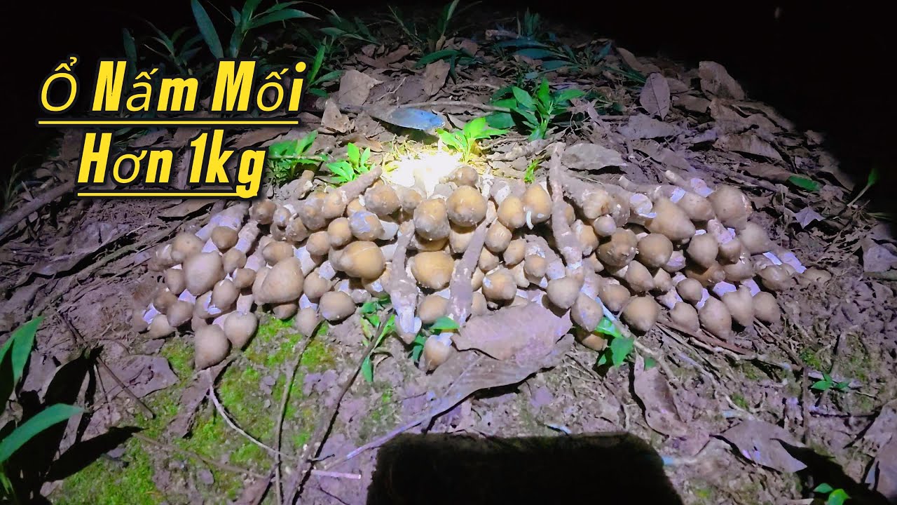 Ngày Đầu Tiên Đi Tìm Và Nhổ Nấm Mối.The First Day of Finding and Pulling Termite Mushrooms.