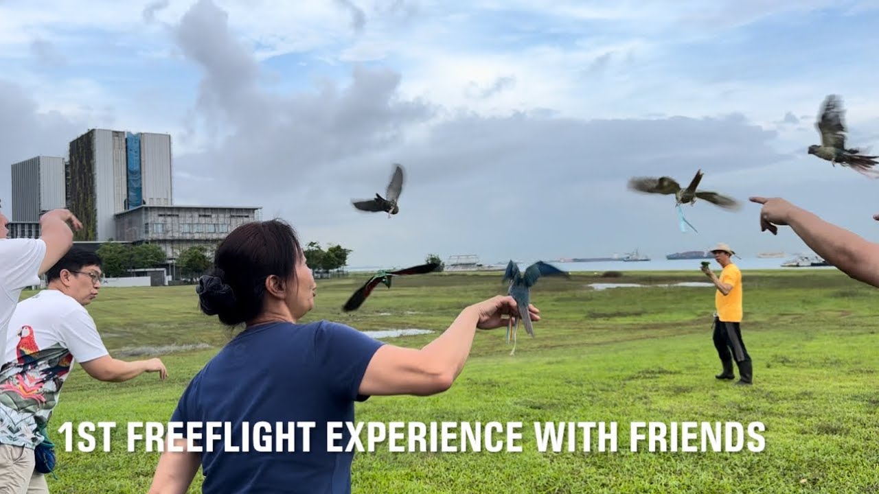 WOPC Member’s Turquoise Green Cheek Conure Completes Freeflight Training