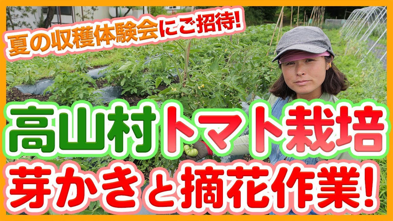 高山村農家さん直伝！家庭菜園や農園のトマト栽培で重要な芽かきと摘花作業のコツと美味しいトマトの育て方を徹底解説！夏の収穫体験にもご招待！【農園ライフ】