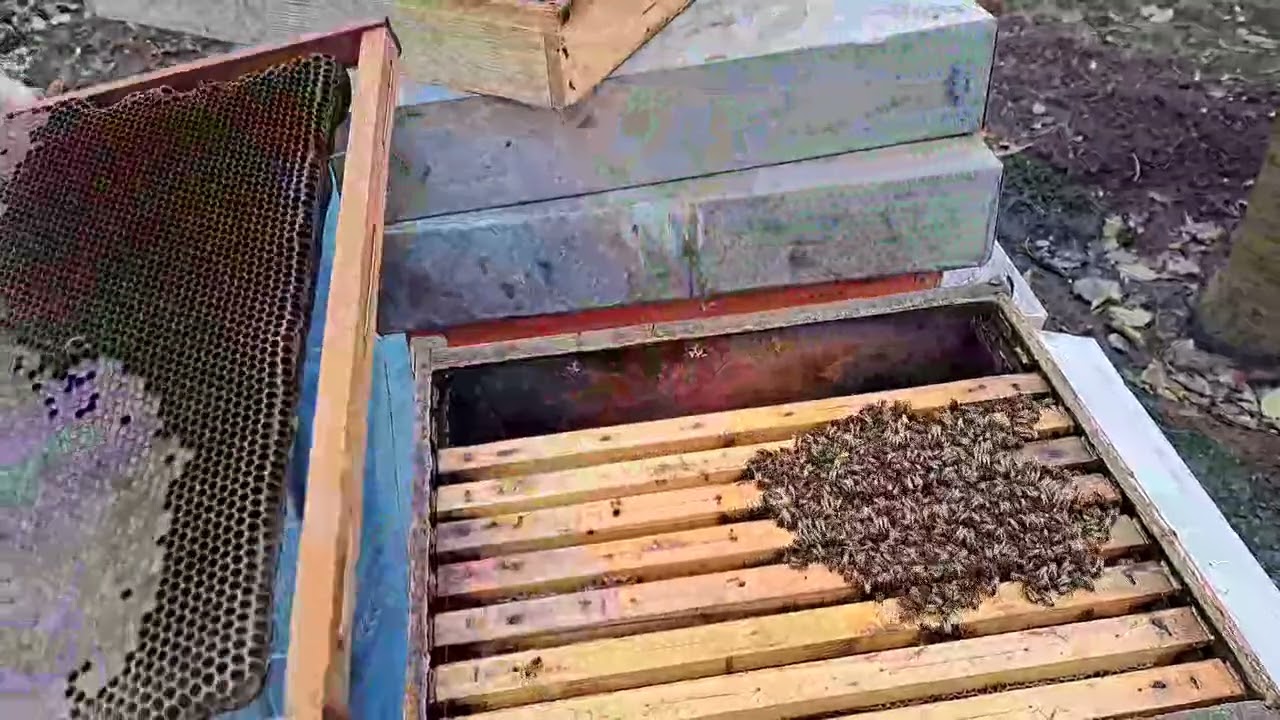 Cind strâng  cuiburile pentru iertare.