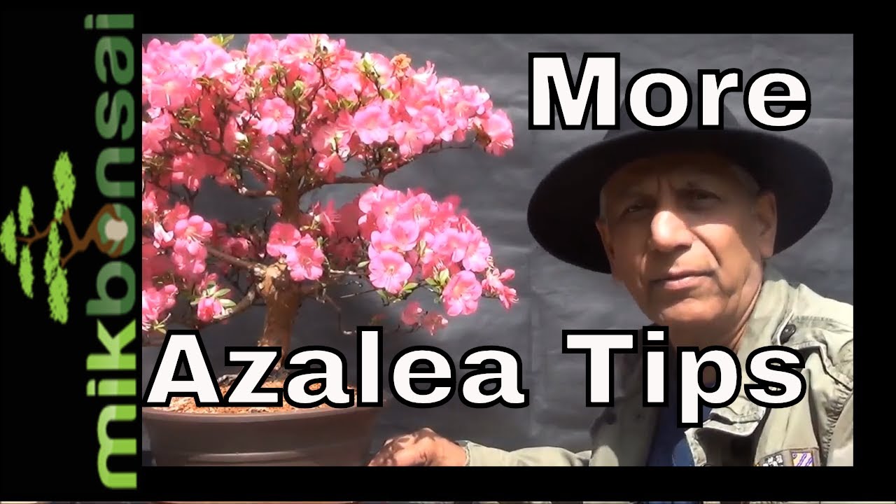 More Satsuki Azalea Bonsai - Azalea bonsai tree care tips