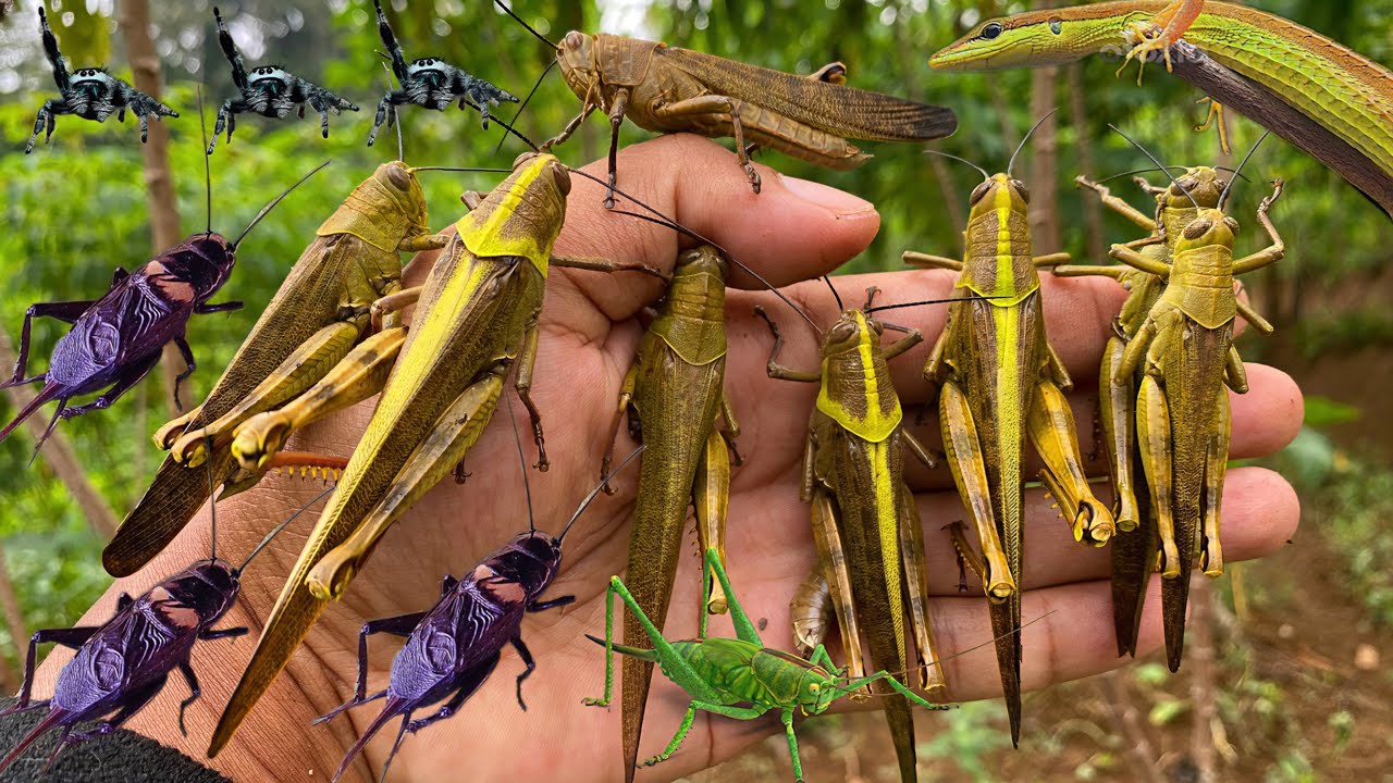 Hunt in the grasshopper kingdom