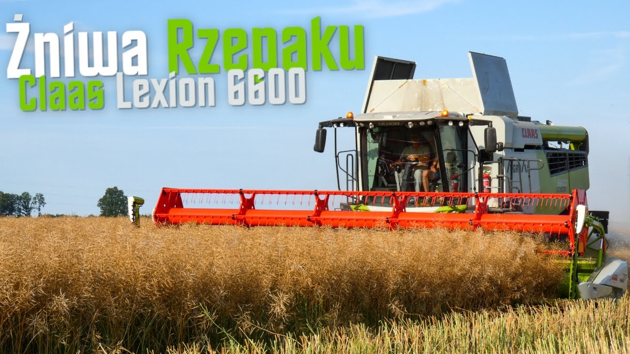 Żniwa Rzepaku 2023✔Claas Lexion 6600✔Rzepak 5t/ha✔Lubuskie