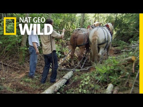 Horse Logging | Jobs That Bite