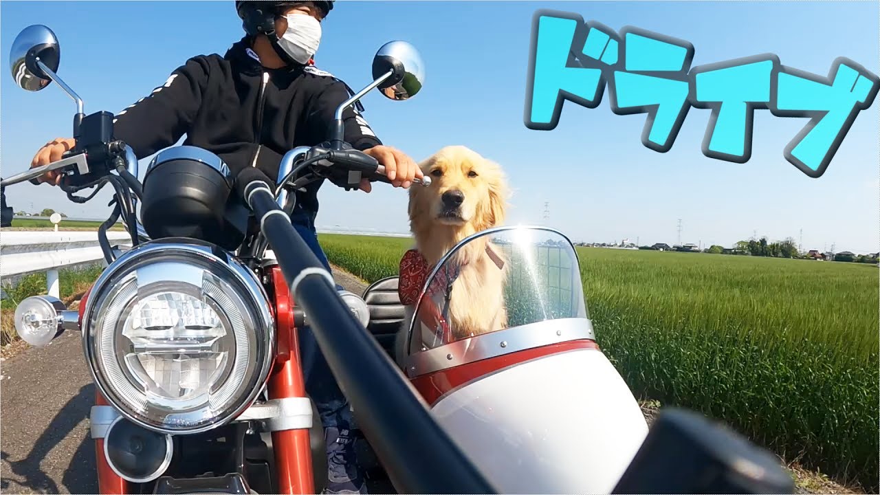 サイドカーでご機嫌ドライブ！！【ゴールデンレトリバー】