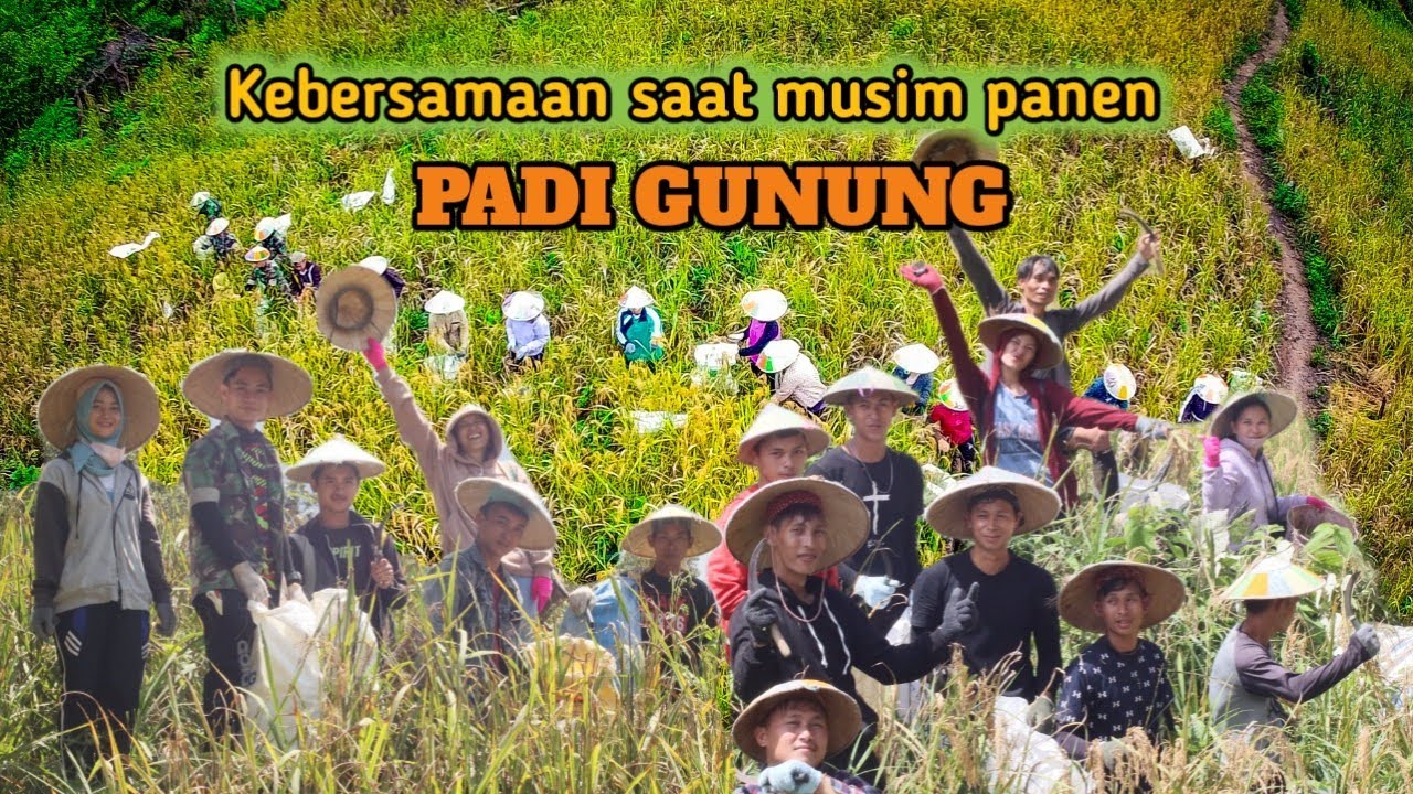 Panen padi Gunung