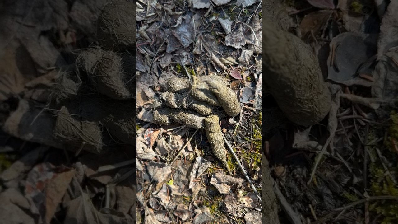 Name that Poop